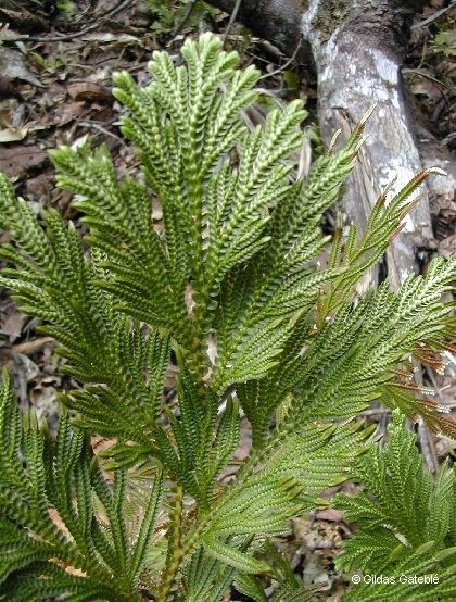 Selaginella hordeiformis habit