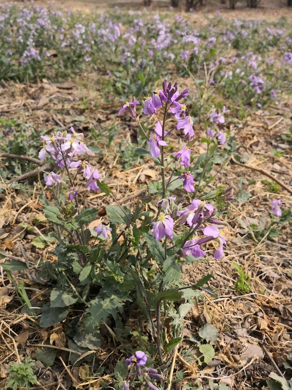 Orychophragmus violaceus habit