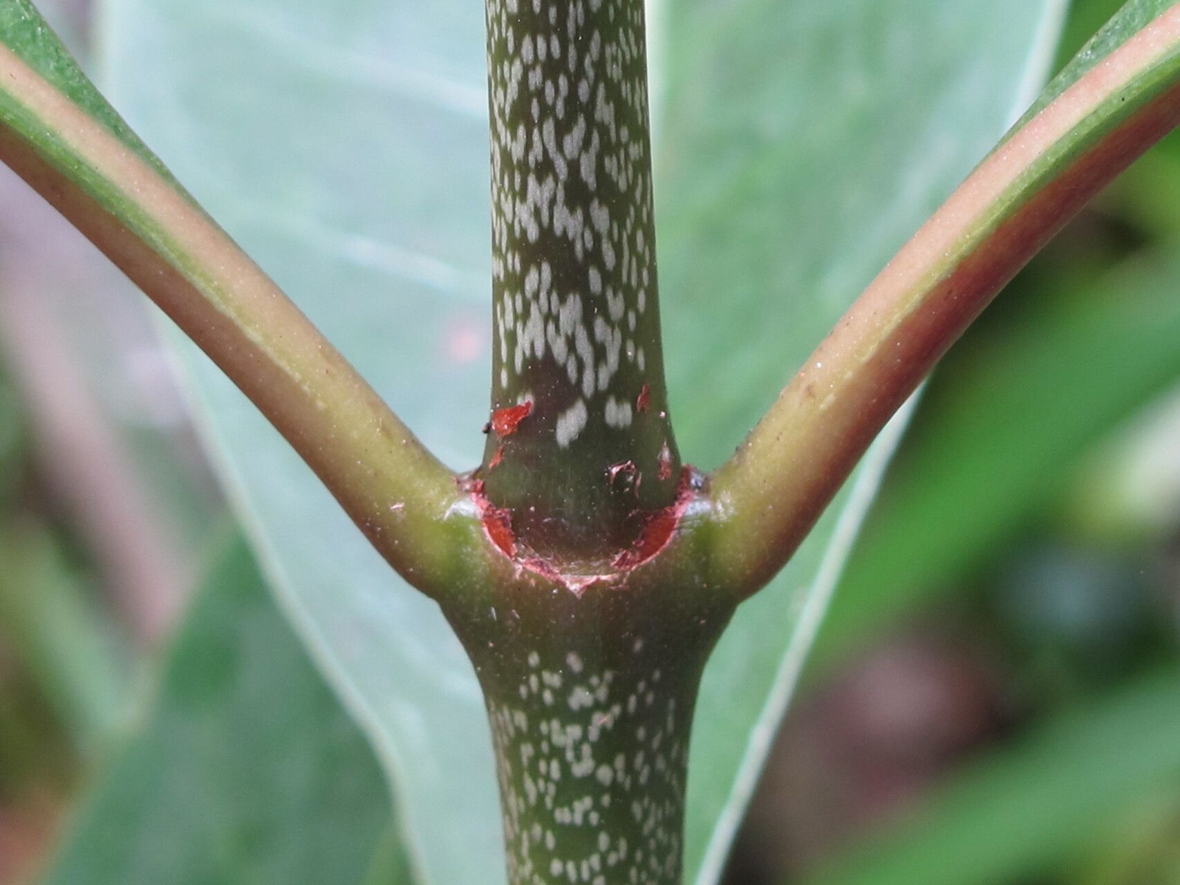 Psychotria pervillei — houseplant care guide