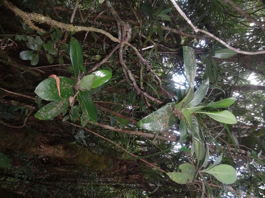 Psychotria baladensis habit