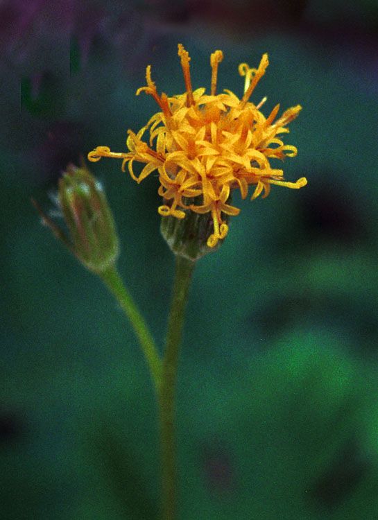 Cacaliopsis nardosmia flower