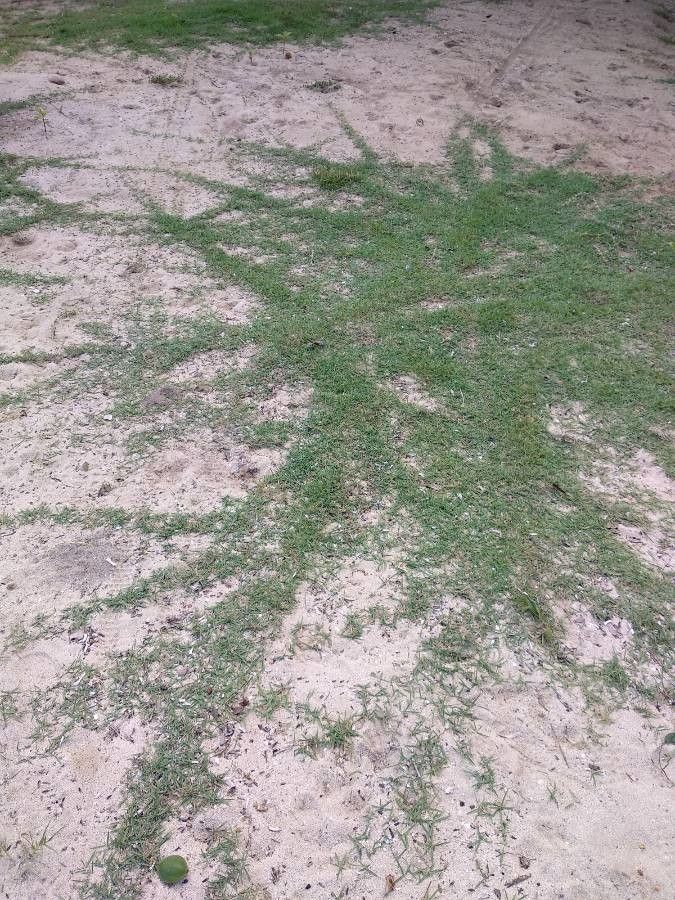 Paspalum vaginatum habit