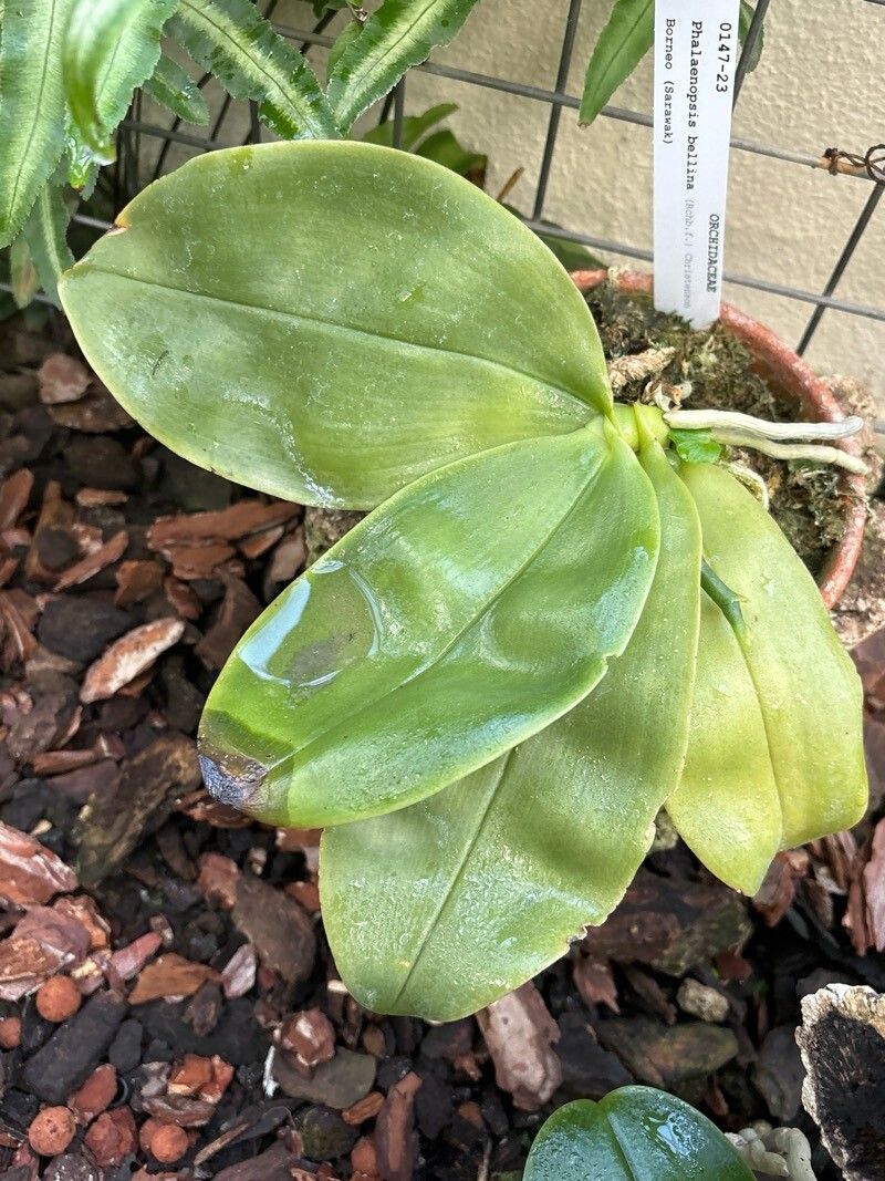 Phalaenopsis bellina