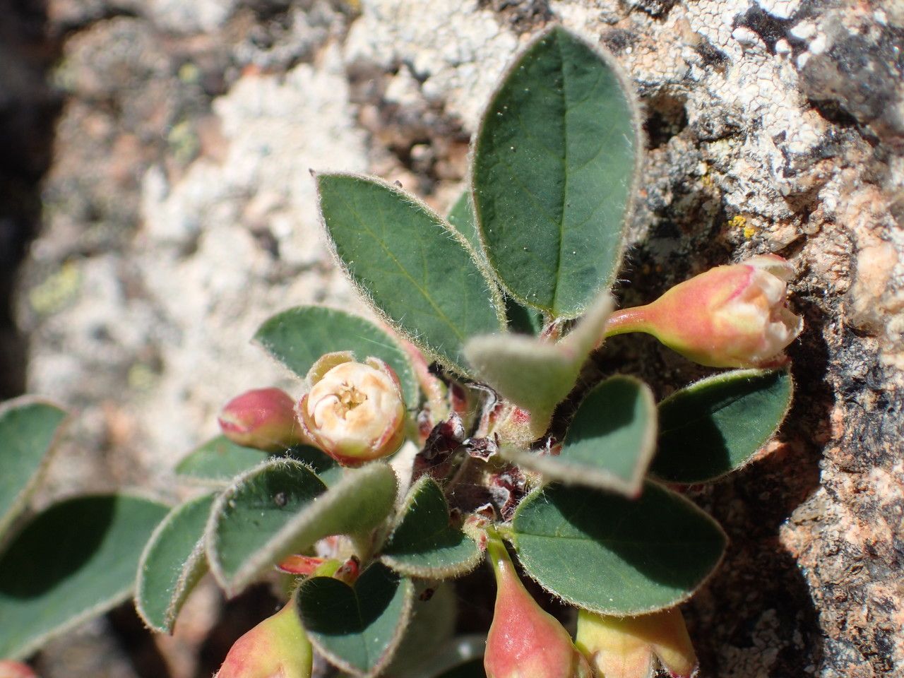 Cotoneaster pyrenaicus flower
