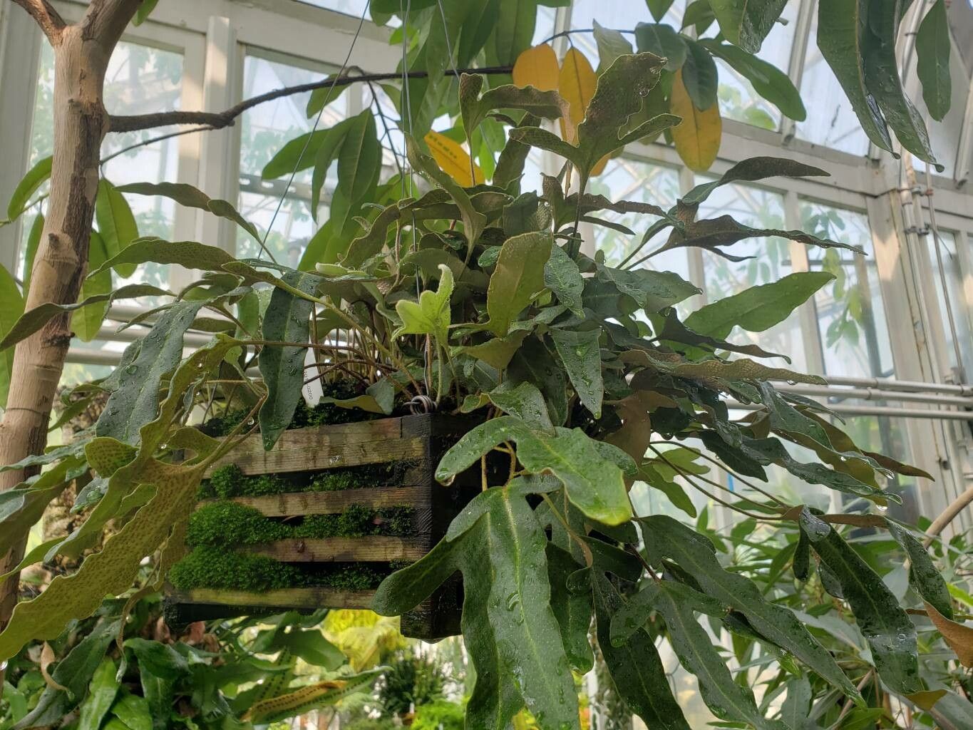 Pyrrosia hastata habit