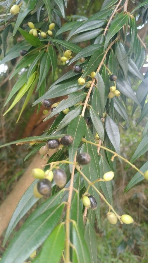 Xylopia frutescens fruit