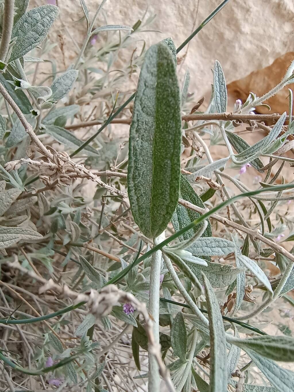 Stachys aegyptiaca leaf