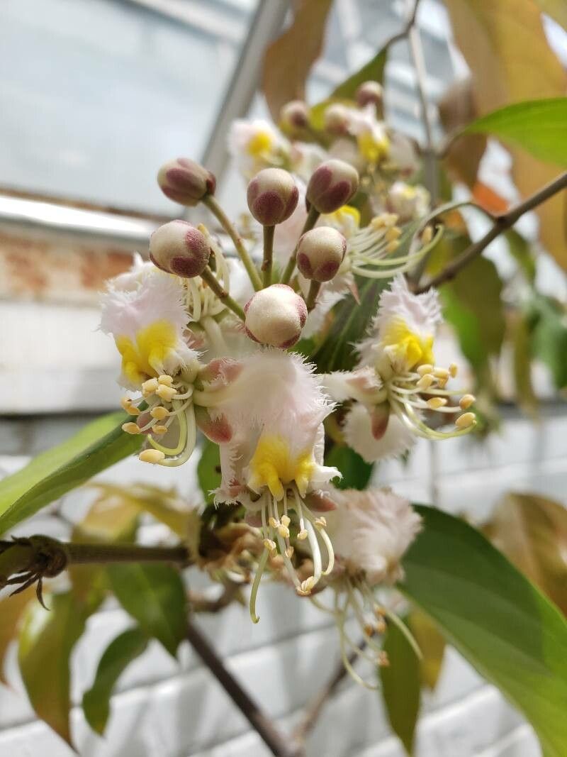 Hiptage benghalensis flower