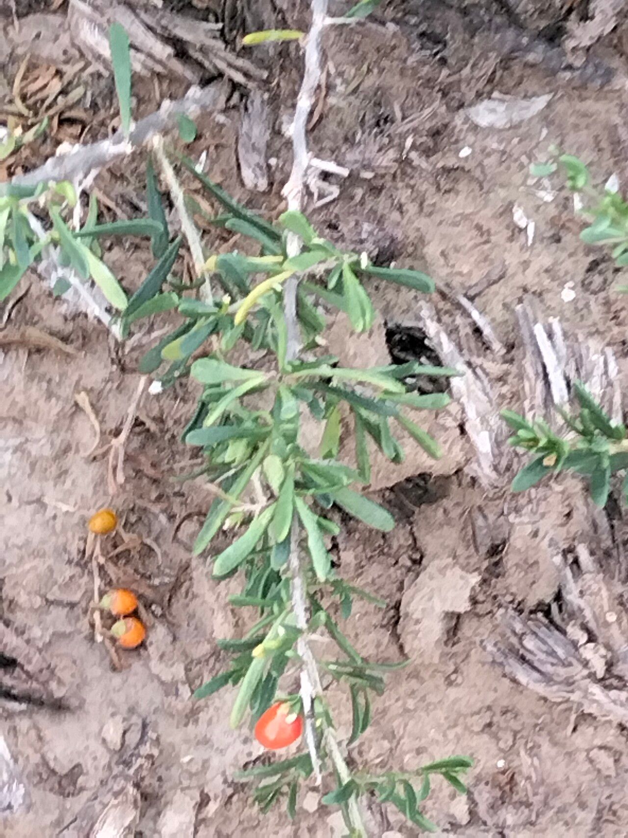 Lycium cinereum — search result for 'Lycium'