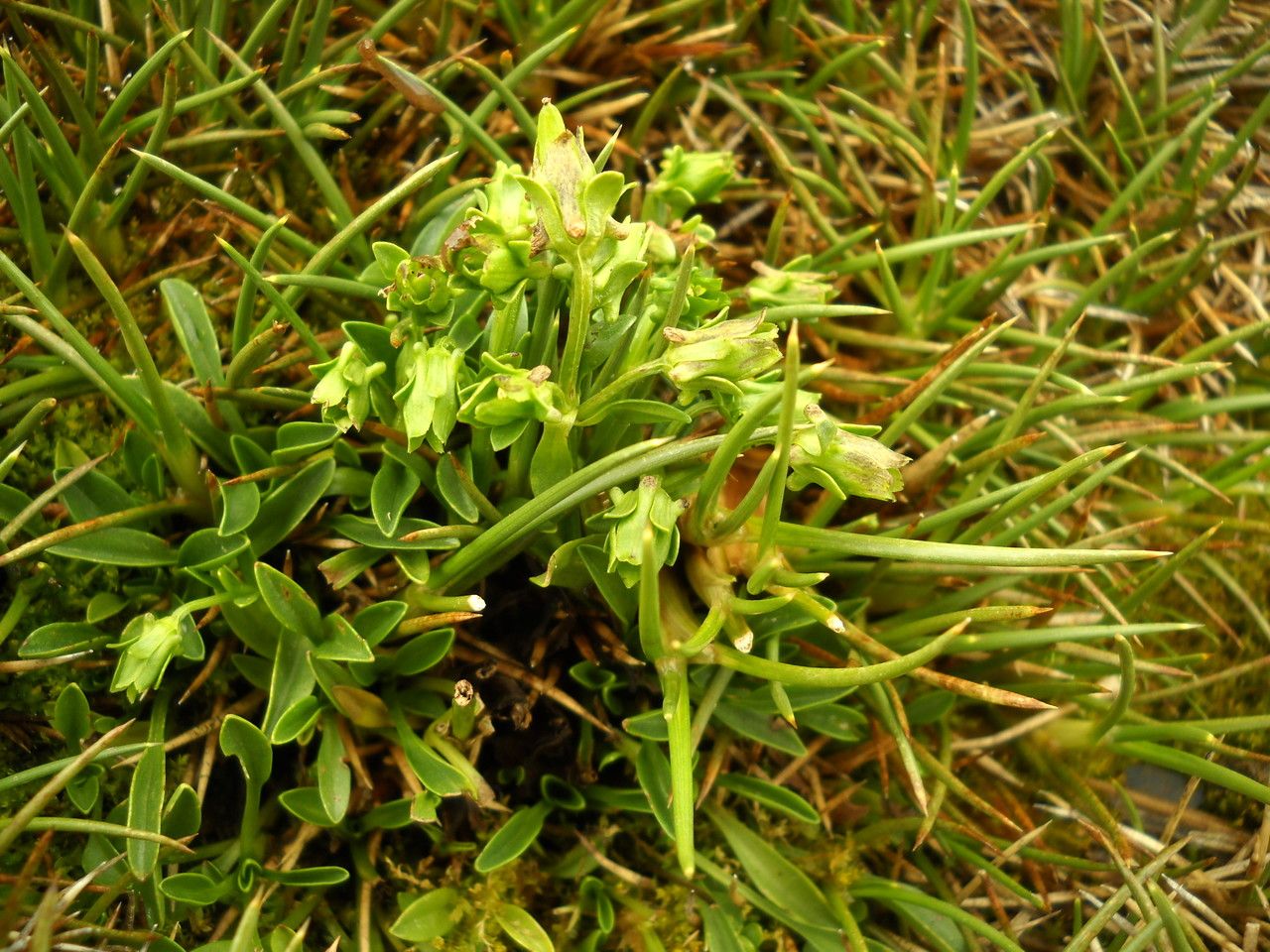 Halenia caespitosa habit