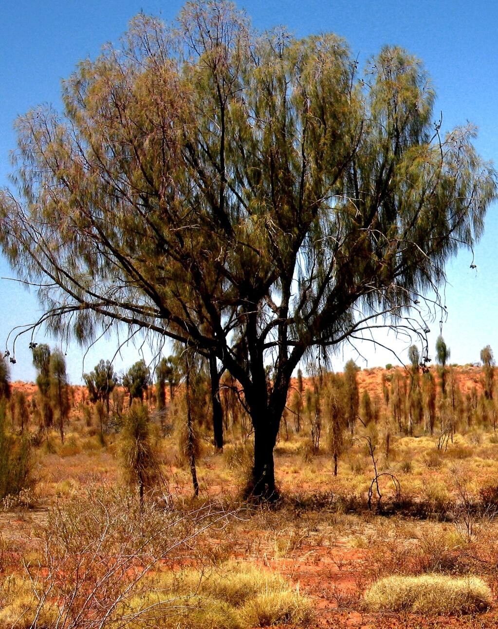 Allocasuarina decaisneana — related species from the same genus