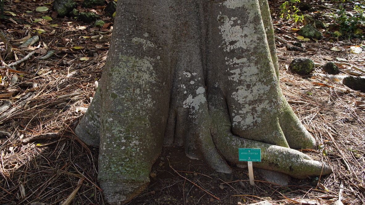 Moringa stenopetala bark