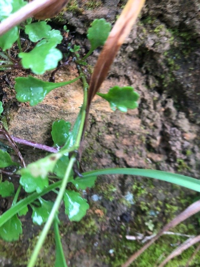 Bellium bellidioides leaf