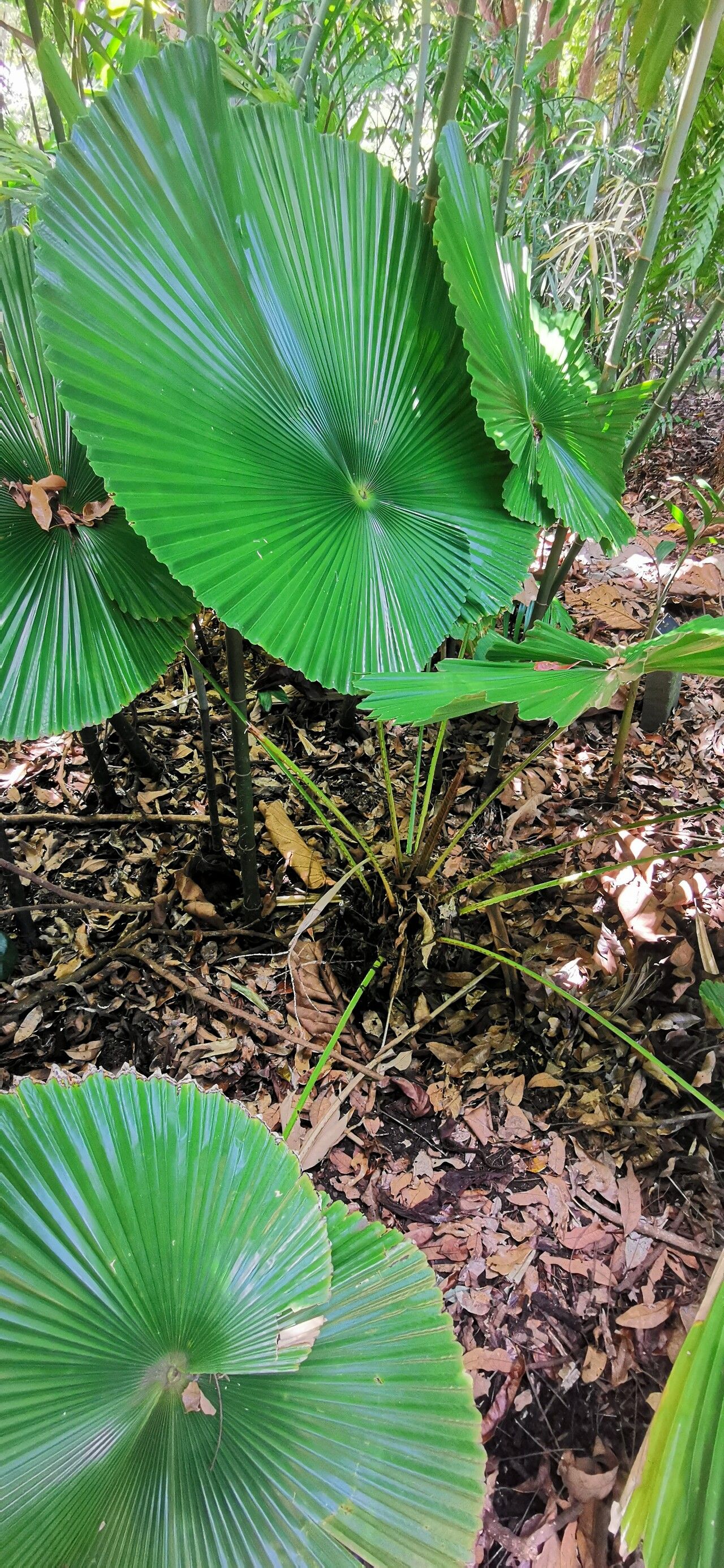 Licuala orbicularis habit