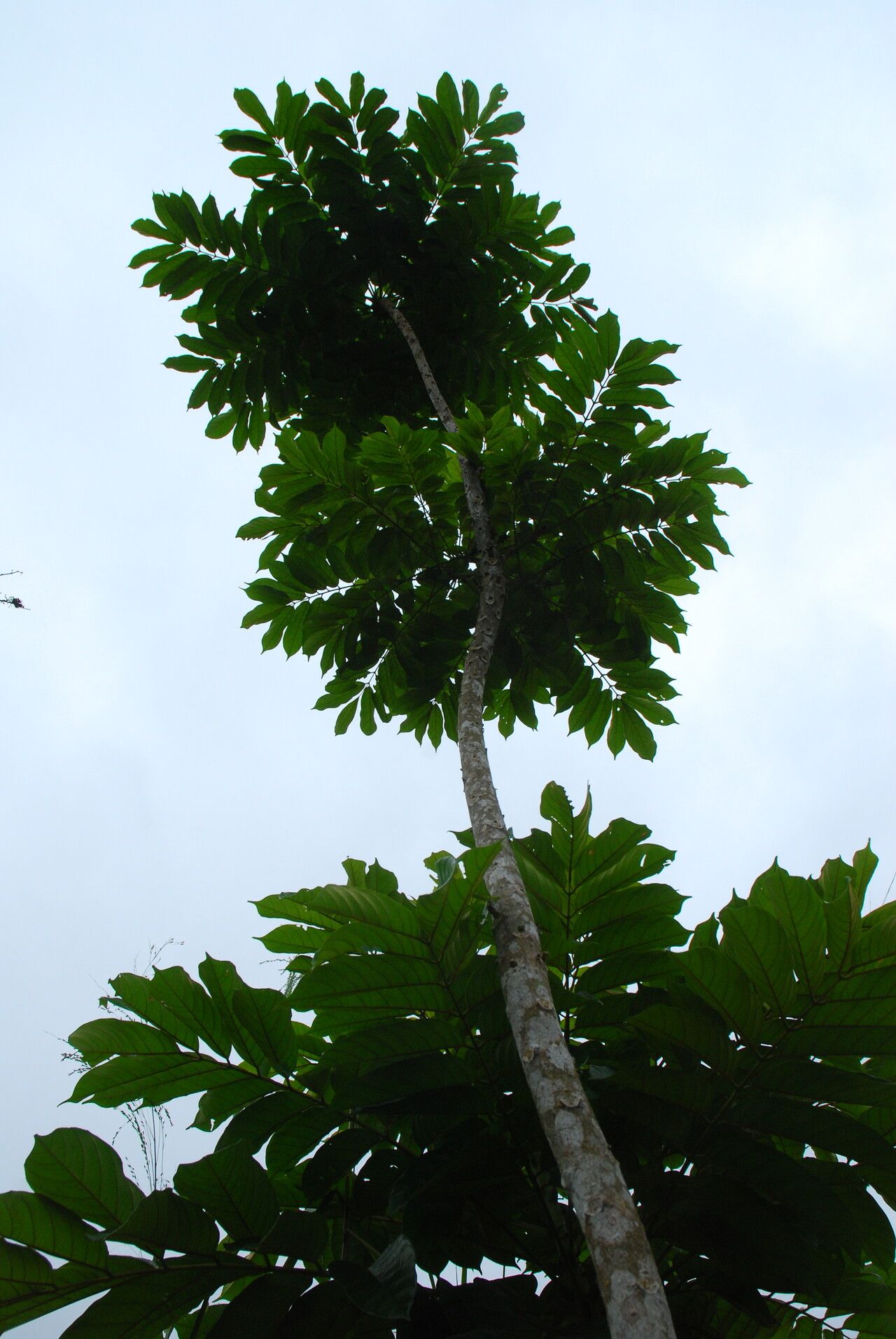 Millettia mannii habit