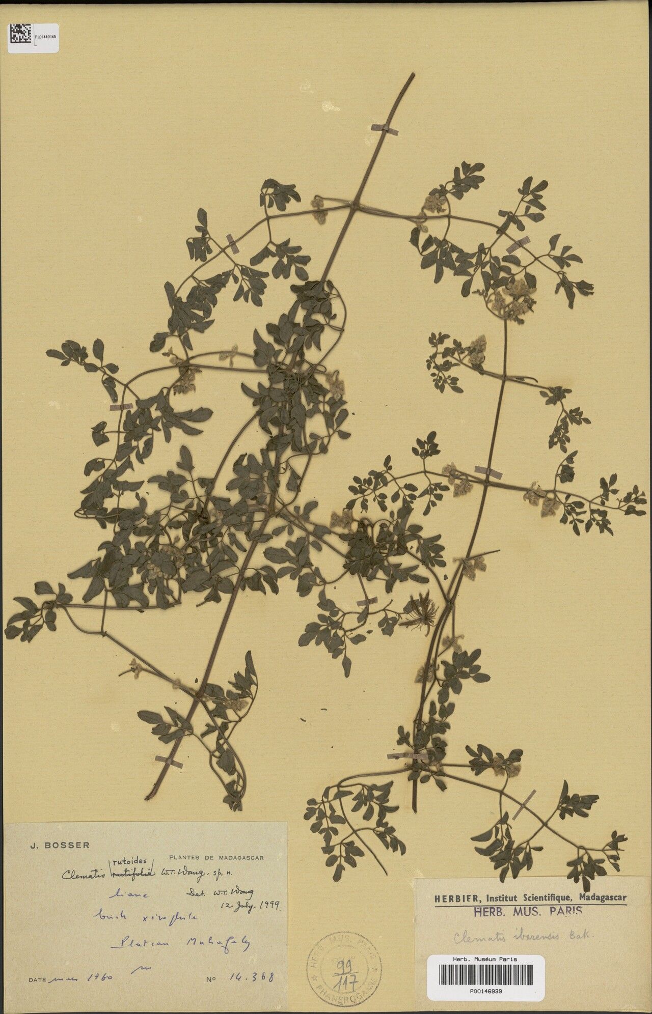 Clematis rutoides — search result for 'Clematis'