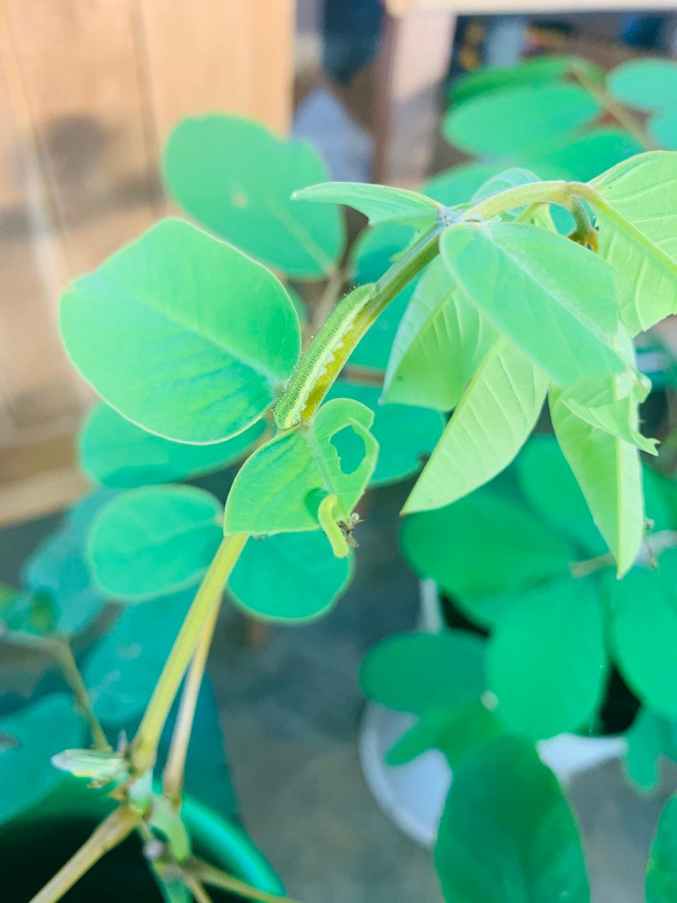 Senna reticulata bark