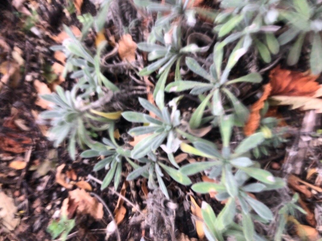 Onosma alborosea — related species from the same genus