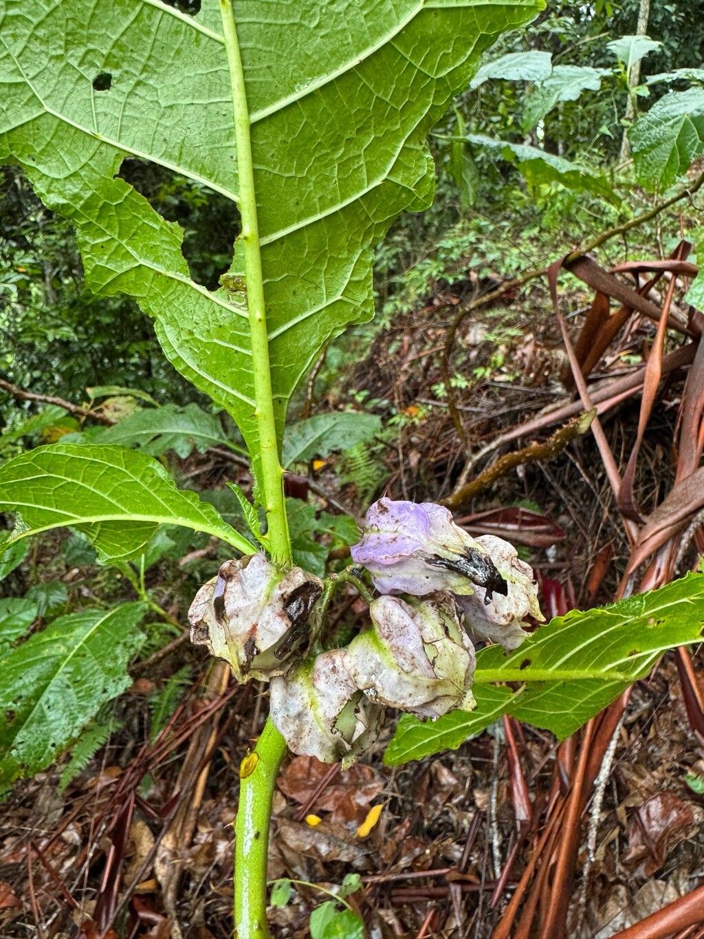 Solanum hexandrum fruit