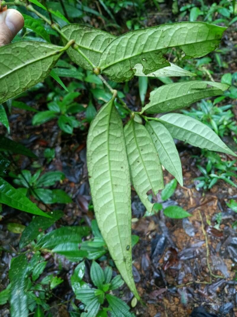 Piper eucalyptifolium leaf