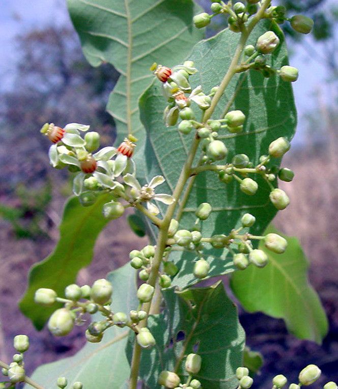 Pseudocedrela kotschyi flower