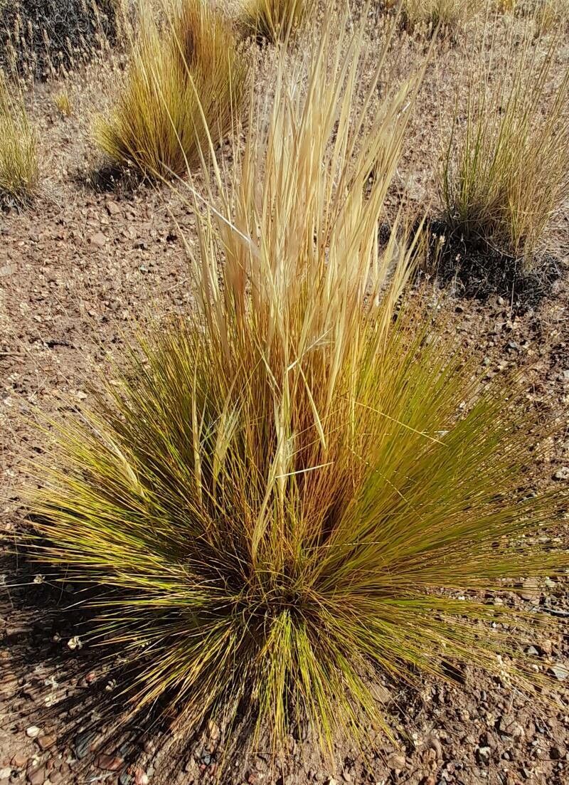 Stipa speciosa habit
