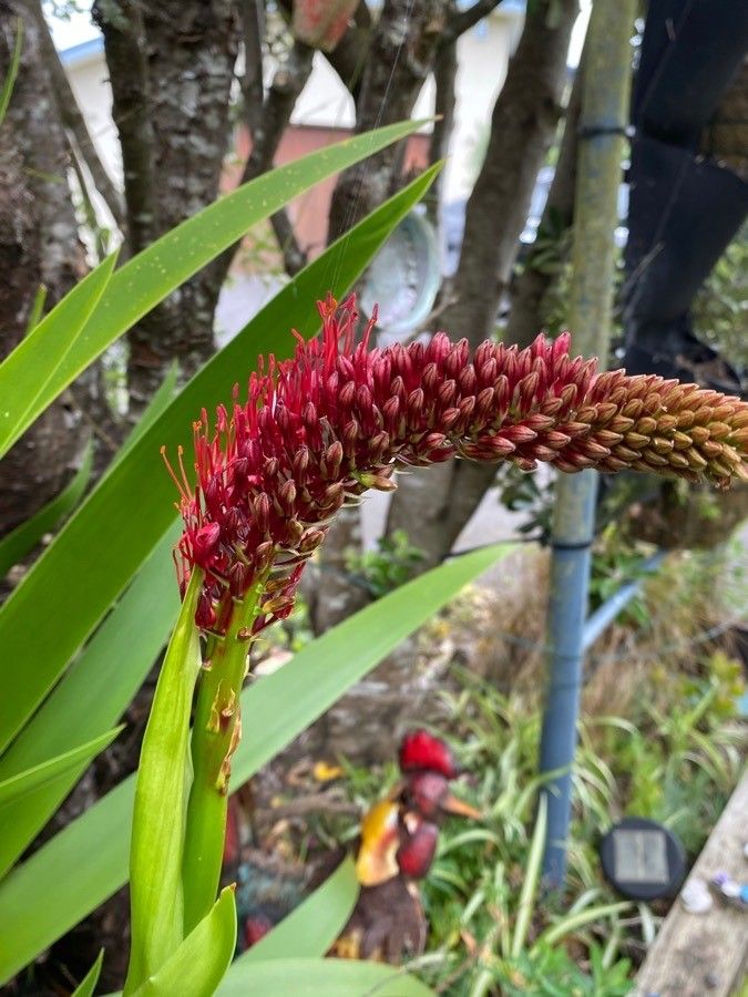 Xeronema moorei leaf