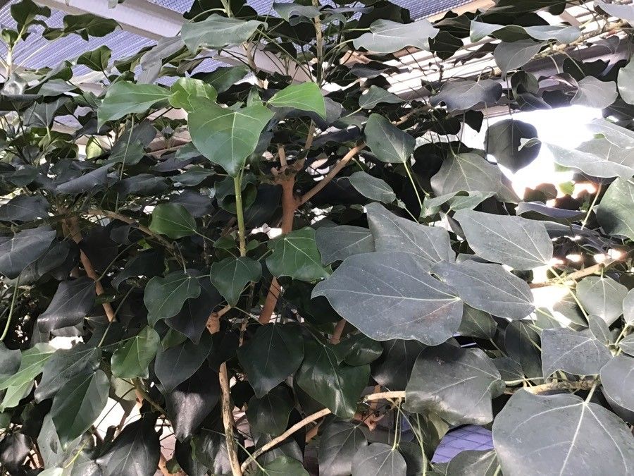 Oreopanax nymphaeifolius habit