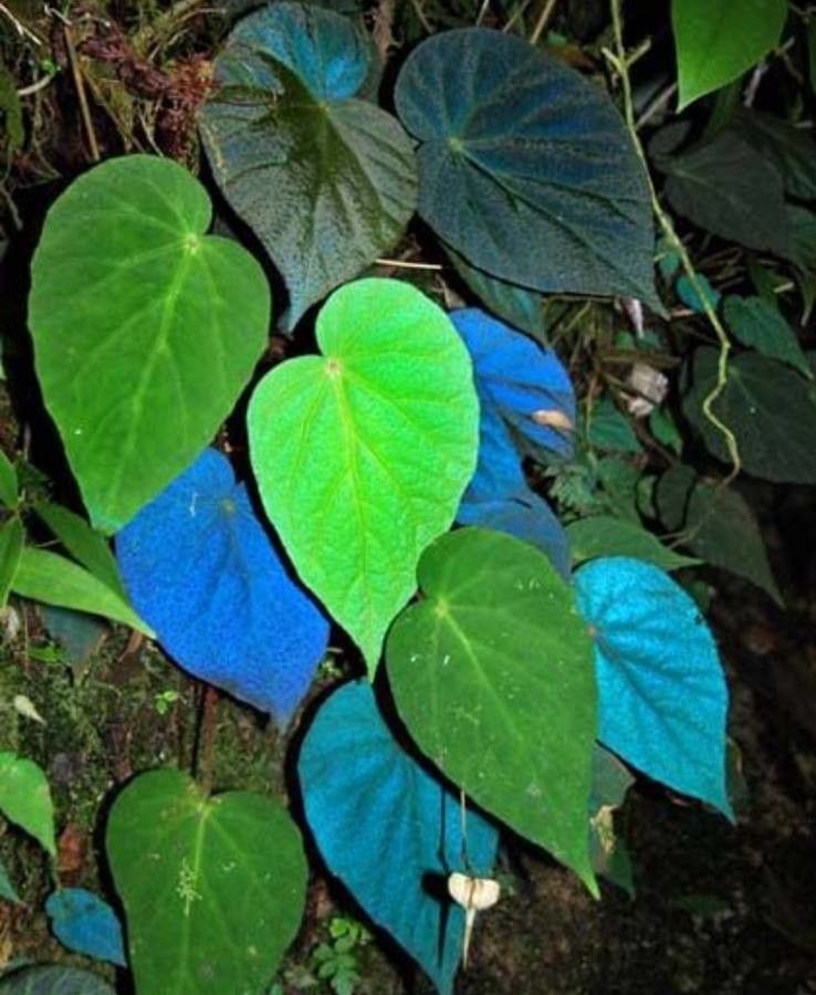 Begonia pavonina leaf