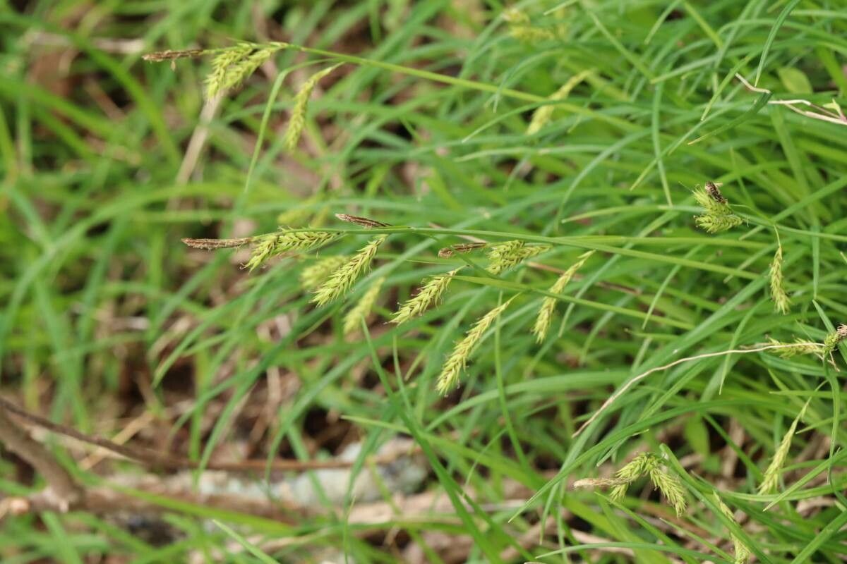 Carex curvicollis flower