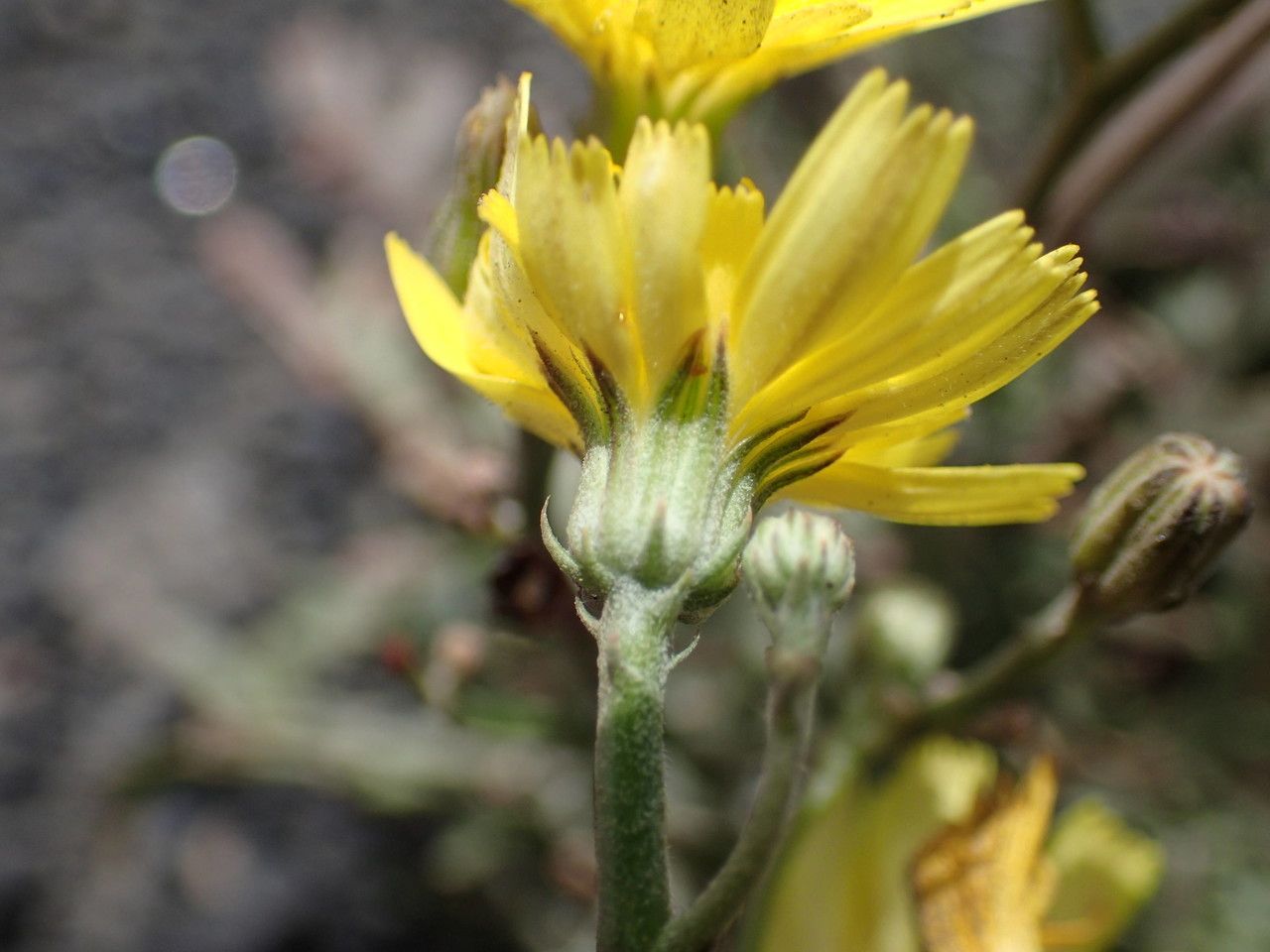 Tolpis laciniata flower