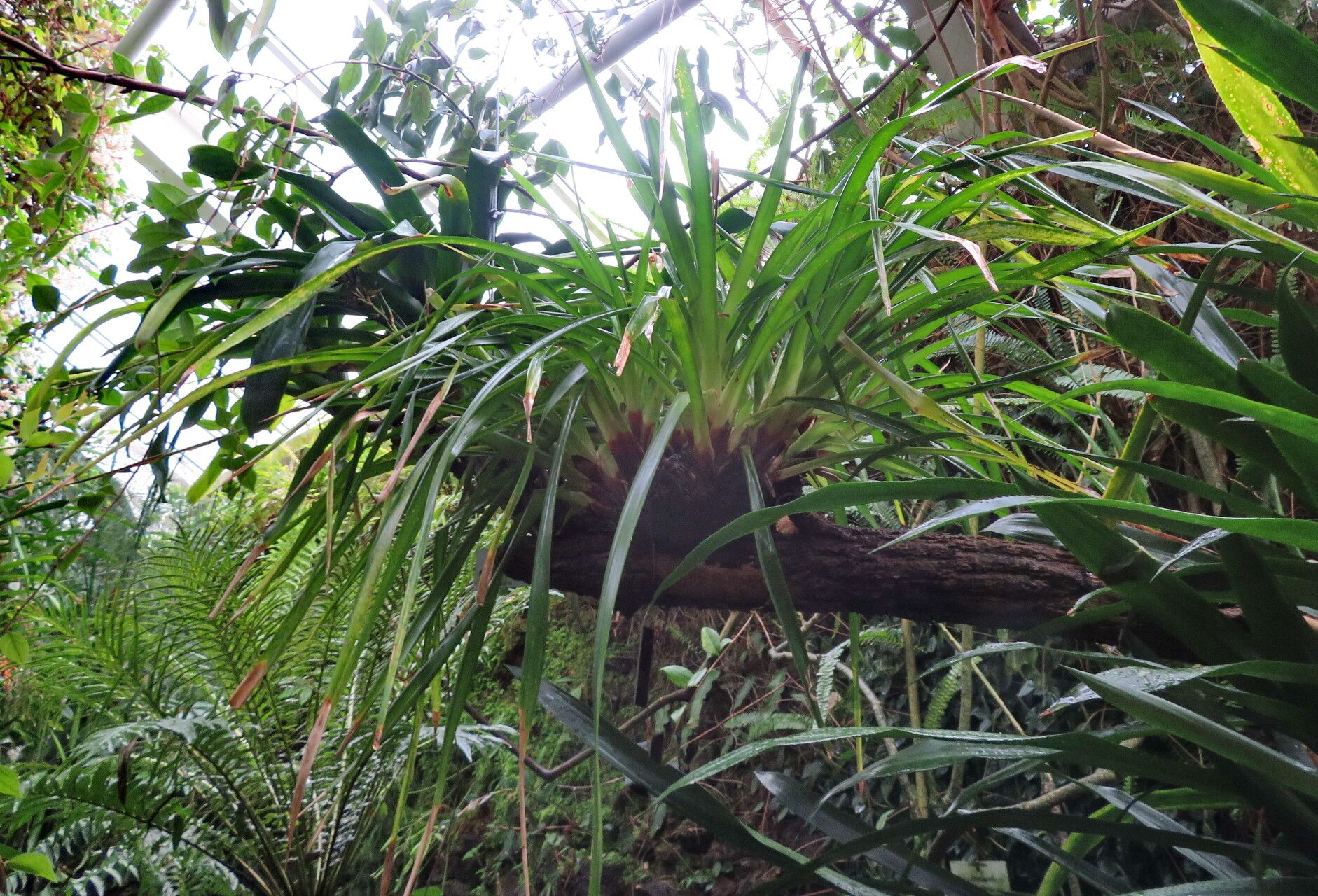 Guzmania acorifolia