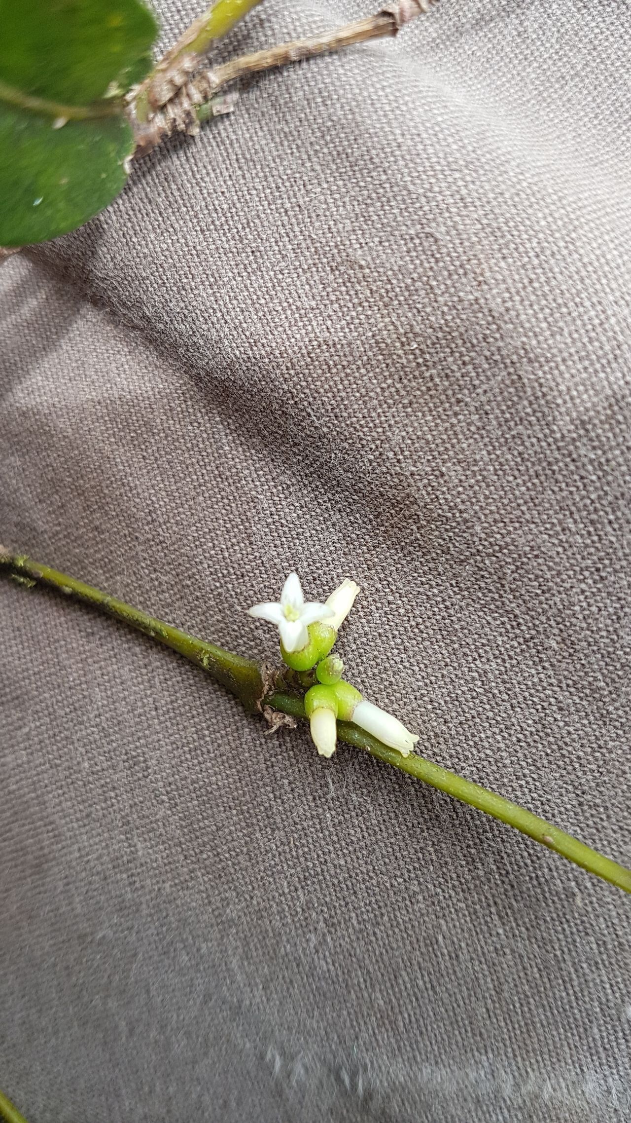 Gynochthodes decipiens — related species from the same genus