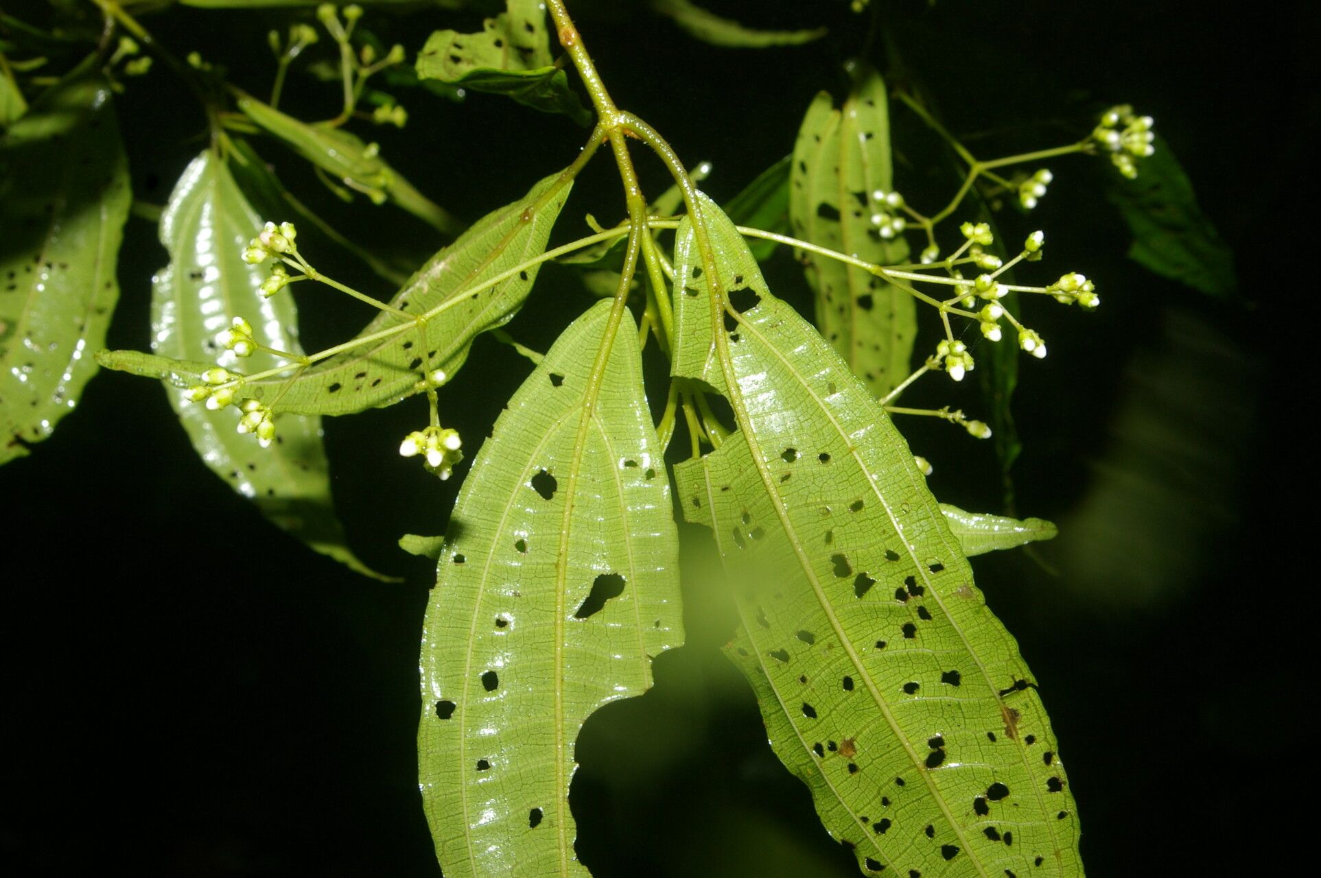 Miconia brenesii flower