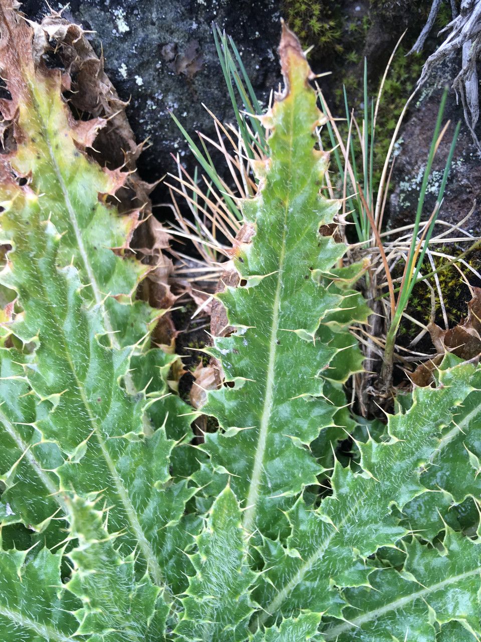 Cirsium nivale — search result for 'Cirsium'