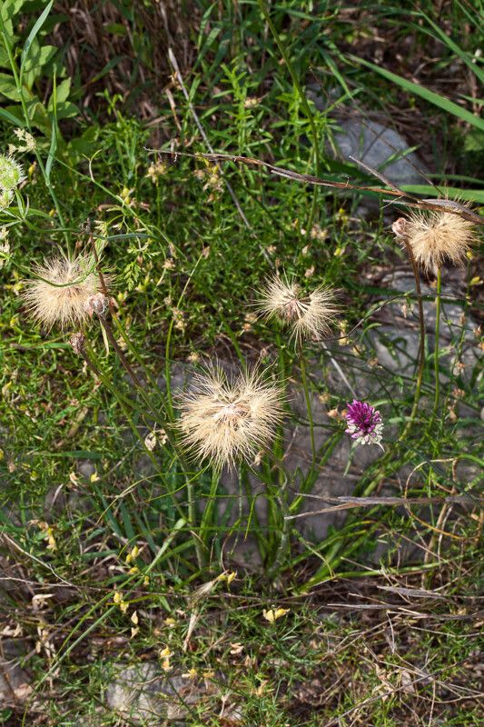 Scorzonera villosa — search result for 'Scorzonera'