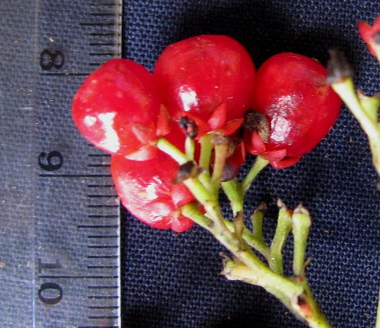 Pleuropetalum sprucei fruit