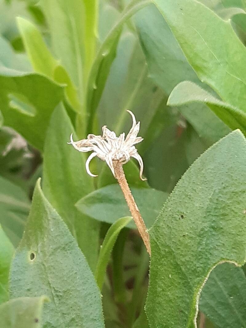 Dimorphotheca fruticosa fruit