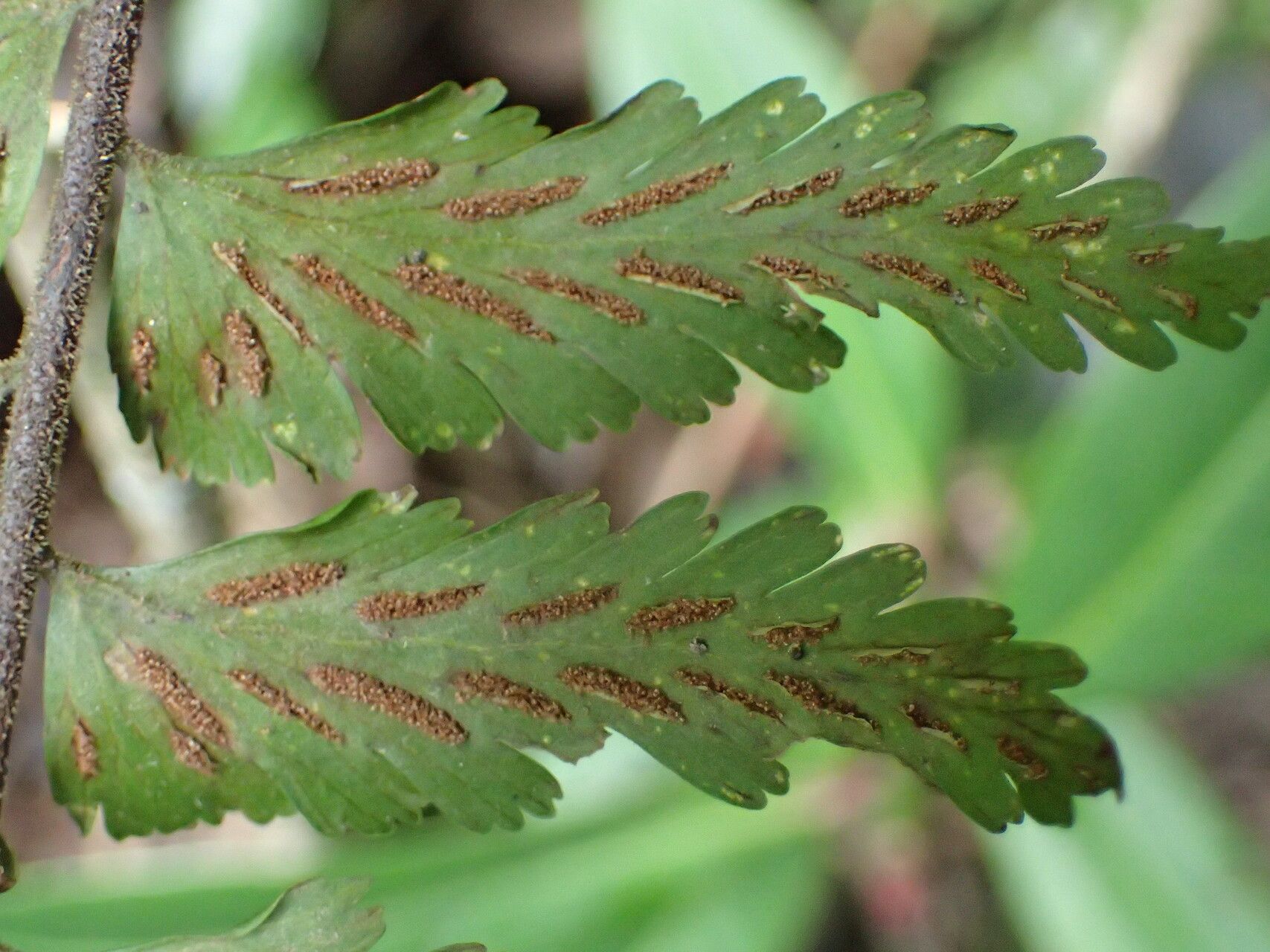 Asplenium protensum leaf