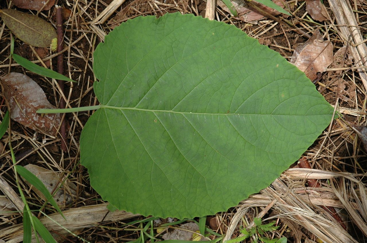 Clerodendrum macrostegium — search result for 'Clerodendrum'