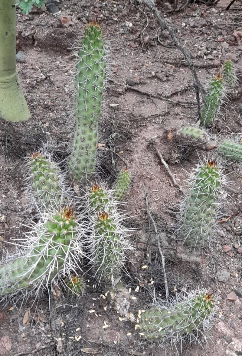 Soehrensia thelegona habit