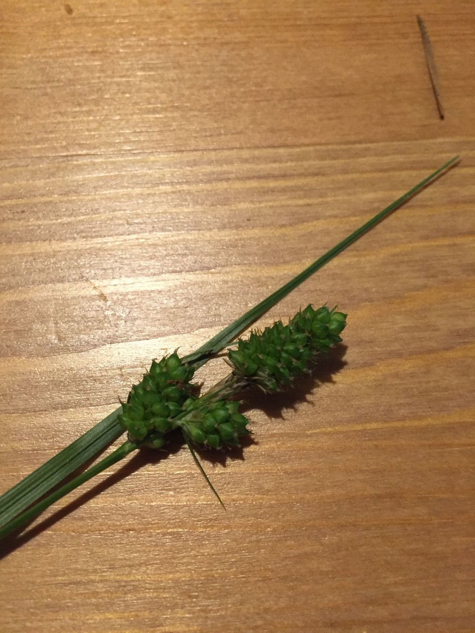 Carex caroliniana — houseplant care guide