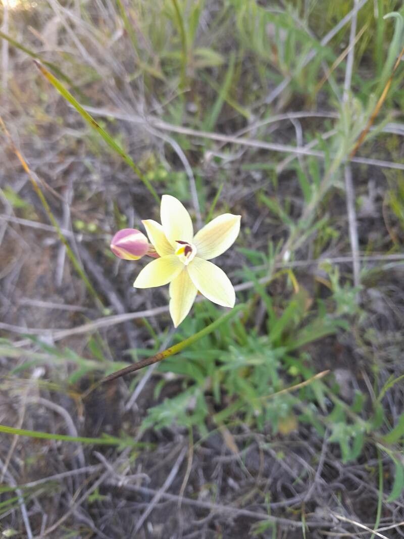 Thelymitra antennifera — related species from the same genus