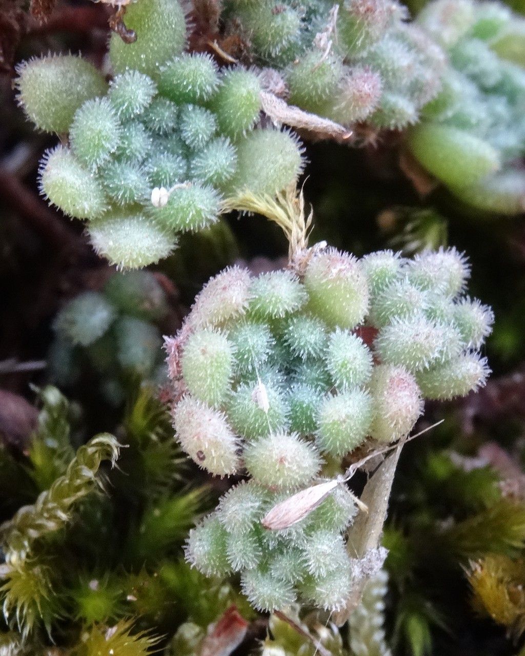 Sedum hirsutum — houseplant care guide