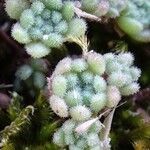 Sedum hirsutum