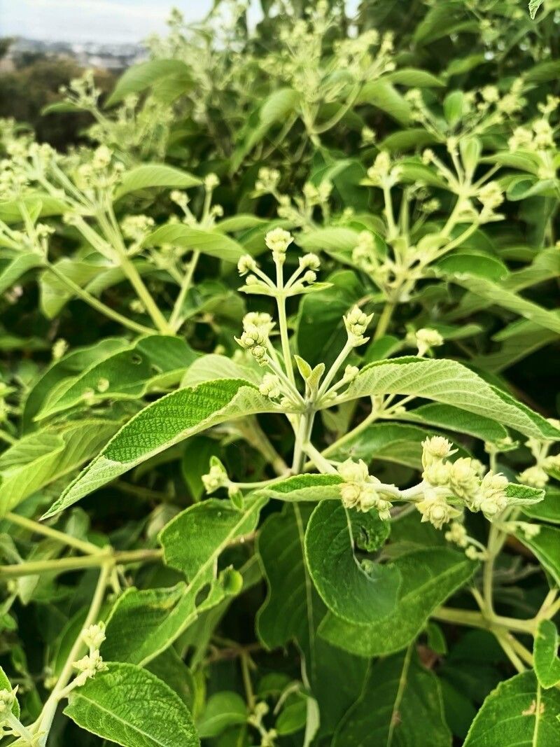 Lippia myriocephala — search result for 'Lippia'