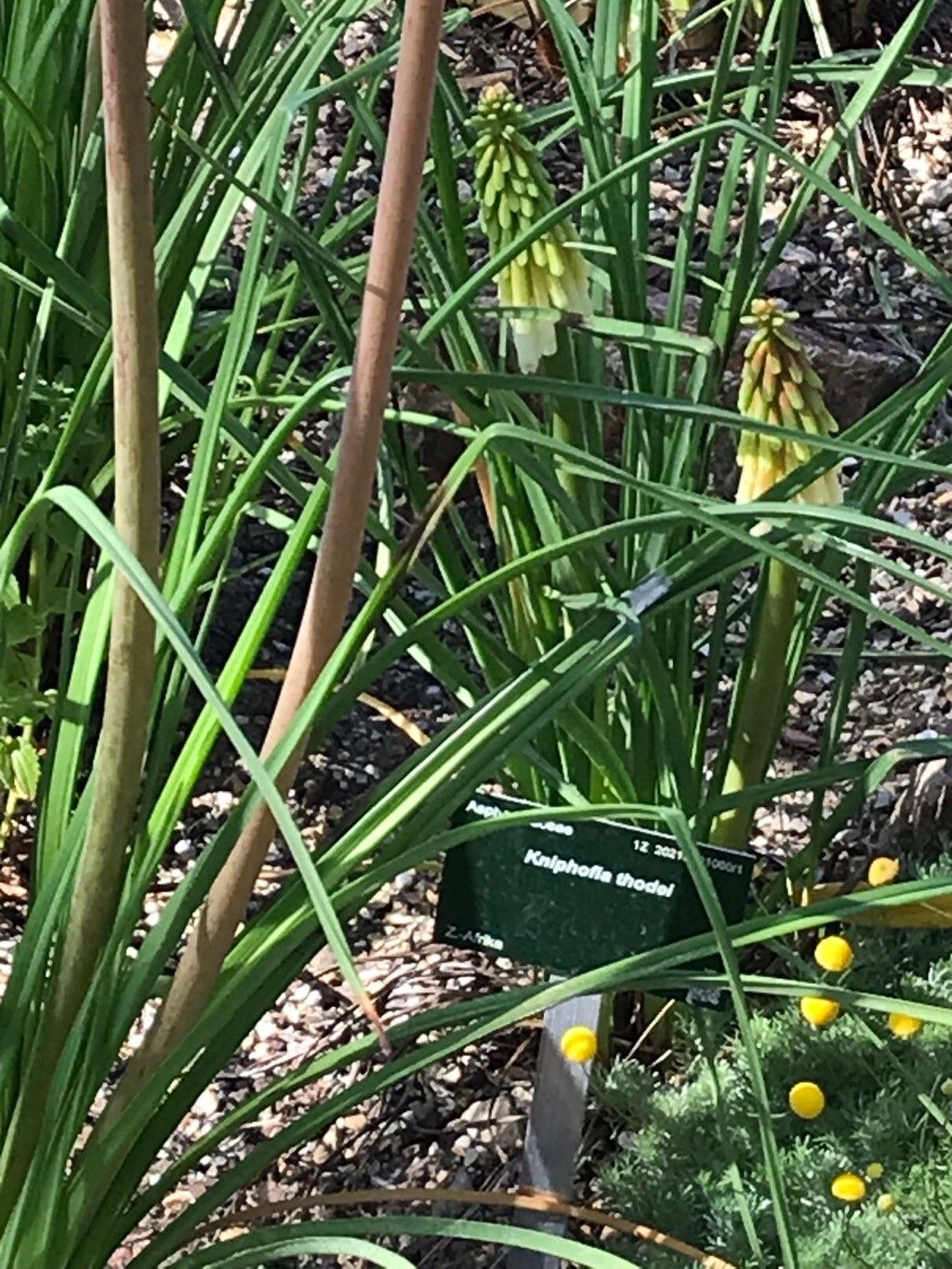 Kniphofia thodei — houseplant care guide