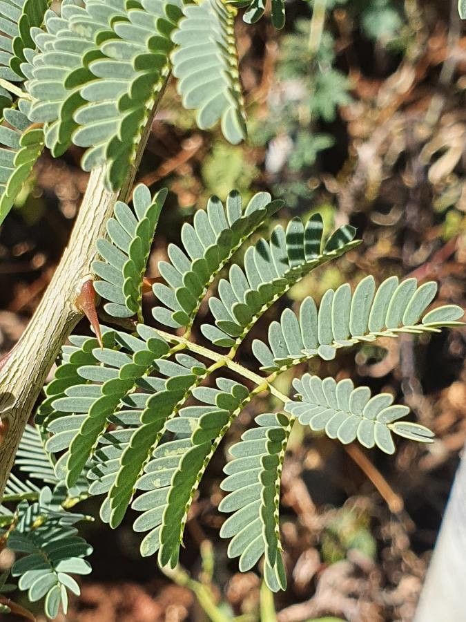 Acacia thomasii leaf