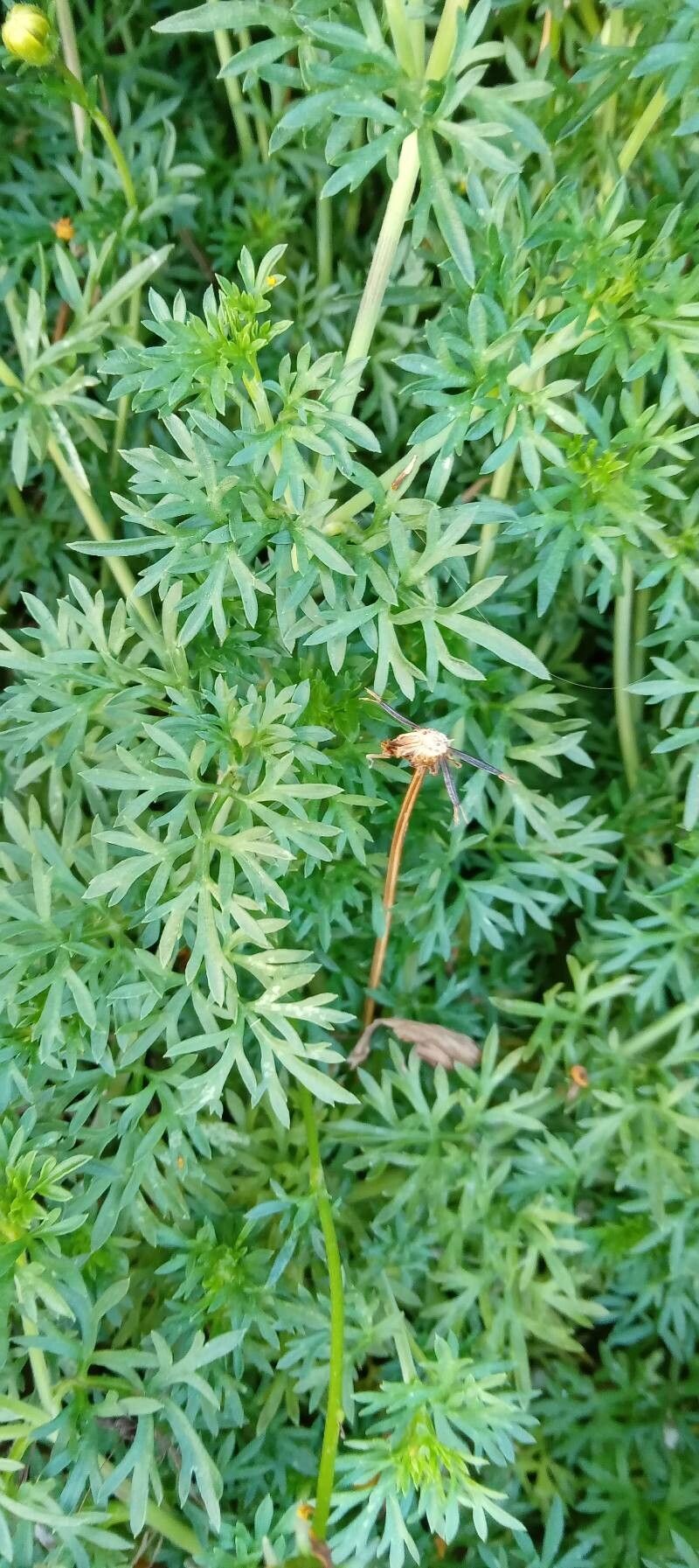 Bidens ferulifolia leaf