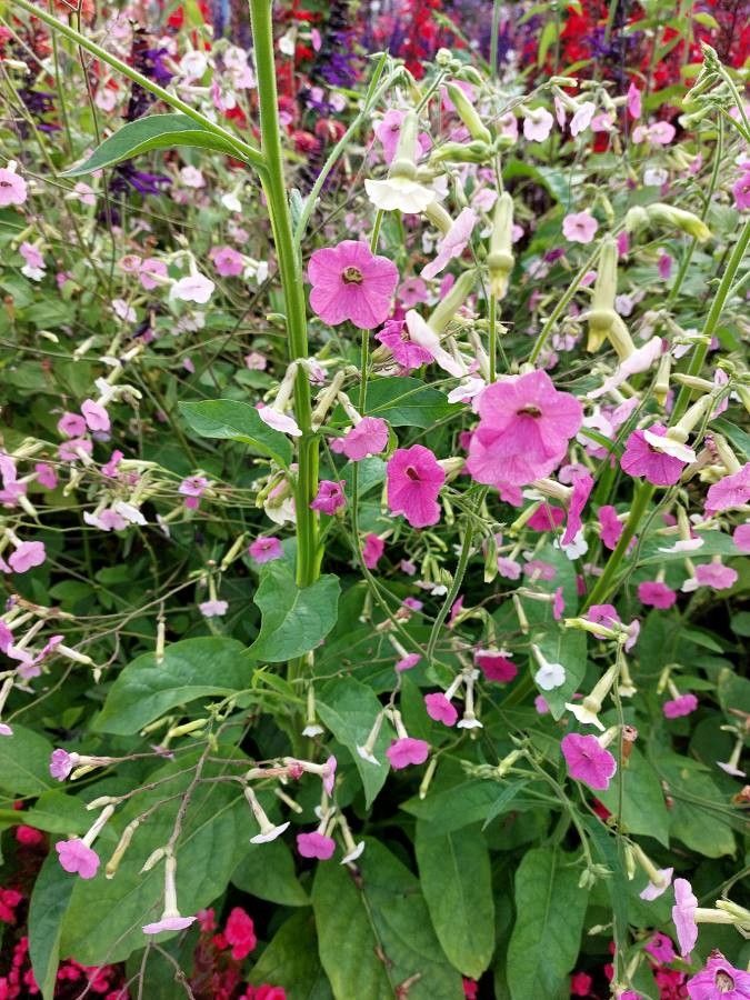 Nicotiana x sanderae habit